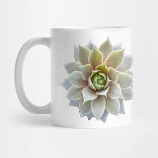 Sempervivum succulent Mug